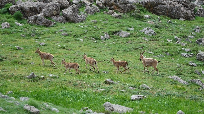 Yaban hayatının Doğu Anadolu’daki evi: Munzur Vadisi Milli Parkı