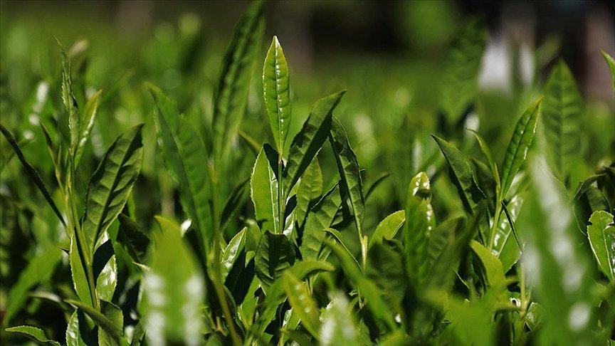 Doğu Karadeniz’de yaş çay hasadı 17 Mayıs’ta başlayacak