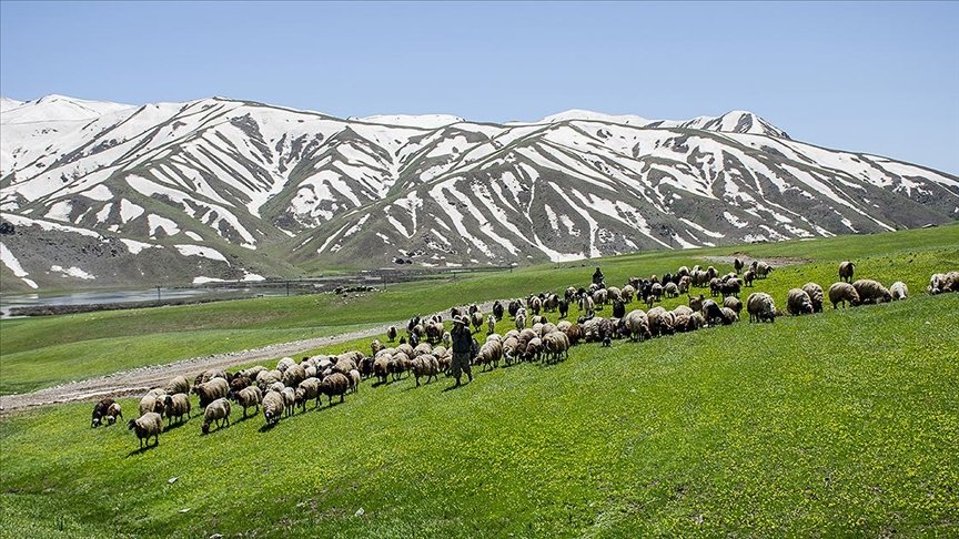 Şırnak’ın Faraşin Yaylası’nda yeşil örtü ve karlı dağlarla iki mevsim bir arada
