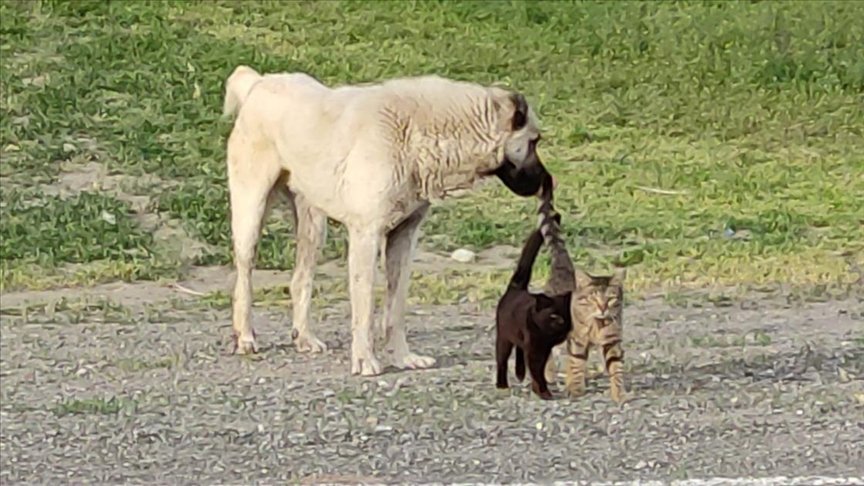 Kars’ta köpek ile iki kedinin dostluğu şaşırtıyor