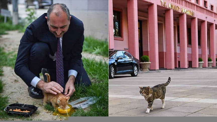 Adalet Bakanı Gül’den Hayvan Hakları Yasası için ‘geri sayım başladı’ mesajı