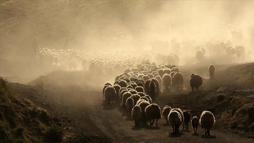 Küçükbaş hayvan sürülerinin Nemrut Dağı’na yolculuğu