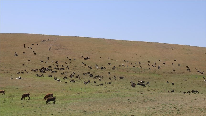 Doğu Anadolu’daki yayla yolculuğu sıcak hava nedeniyle zorlu geçiyor