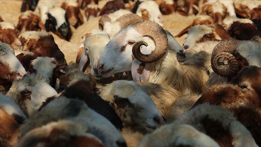 İDDEF’ten 40 ülkeye ‘Kardeşinle Kurbanını Paylaş’ yardımı