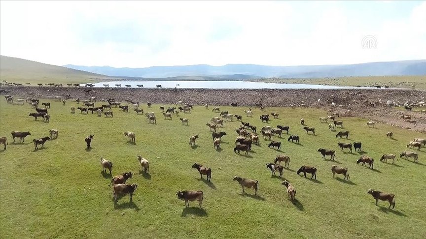 Hayvancılığın merkezinde kurulacak ‘yem rasyon hazırlama tesisi’ besiciliğe destek olacak