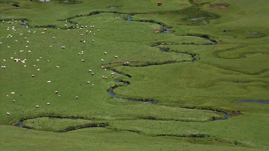 Karadeniz’in menderesleriyle ünlü Perşembe Yaylası doğaseverleri ağırlıyor