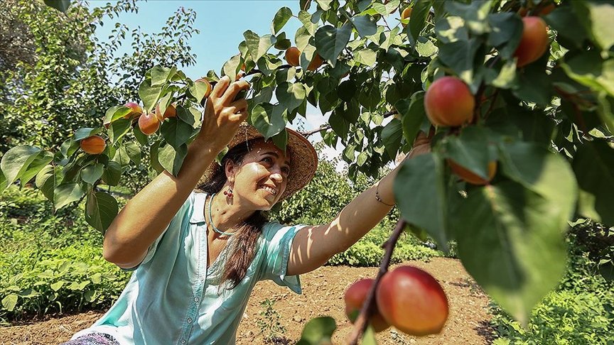 ‘Dede mirası’ organik tarım için yöneticiliği bırakan kadın girişimci semt pazarlarıyla tüketiciye ulaşıyor