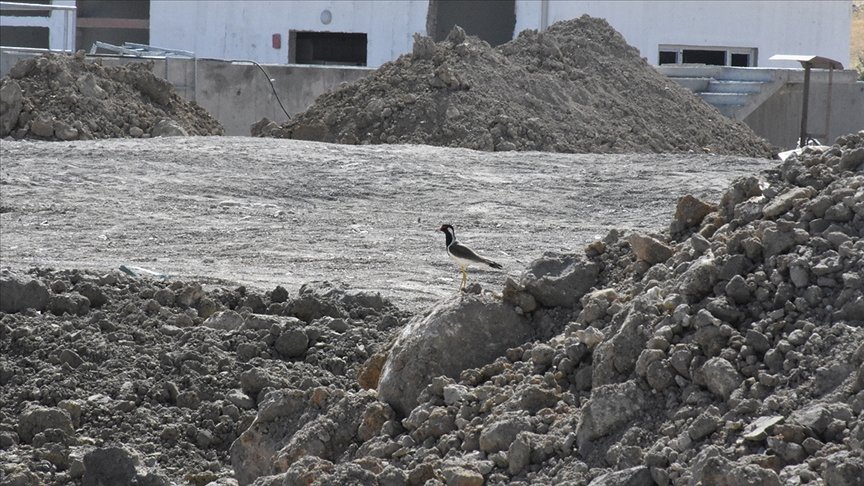 Şırnak’ta inşaat alanına yuva yapan ‘büyük kız kuşu’ için çalışma kısmen durduruldu