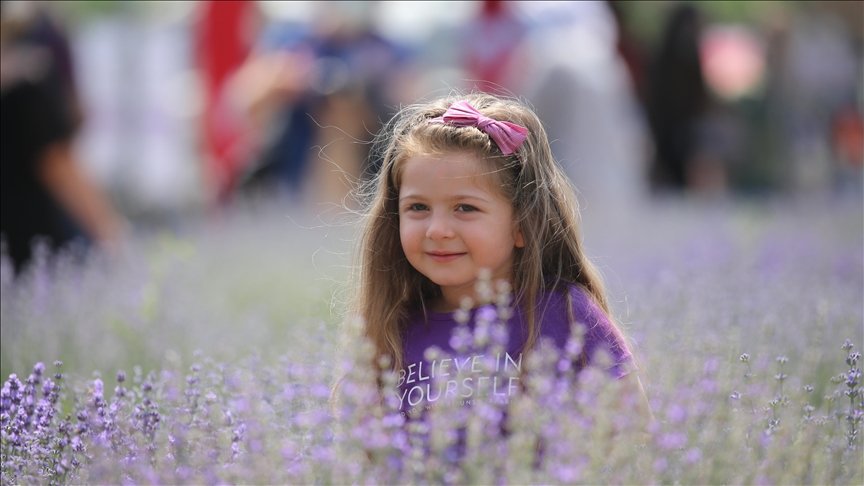 Edirne’de lavanta tarlaları fotoğraf stüdyolarını aratmıyor