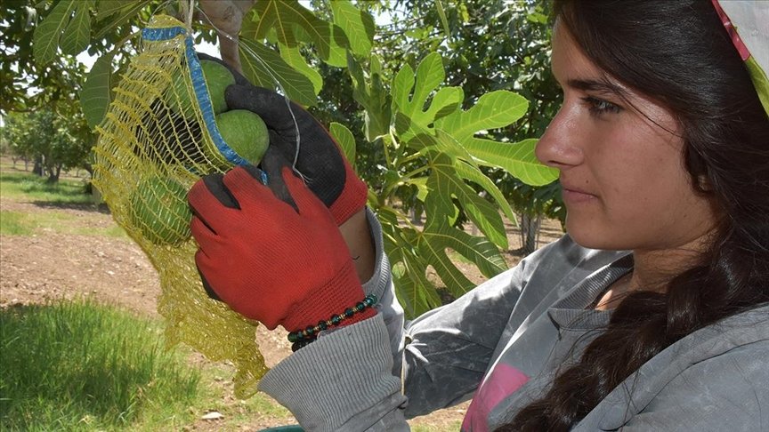 Aydın’da incir üretiminde ‘ilekleme’ başladı