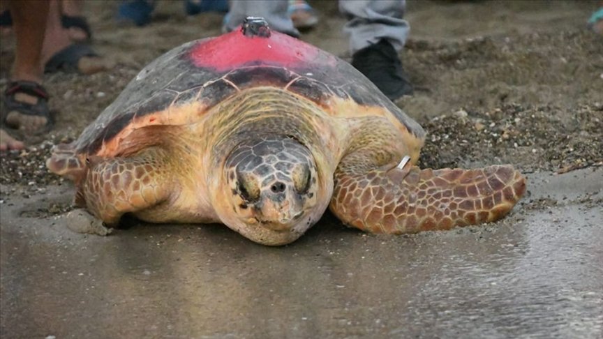 Uydudan izlenen Caretta ‘Likya’ 296 günlük uzun yolculuğu sonunda Tunus’a ulaştı