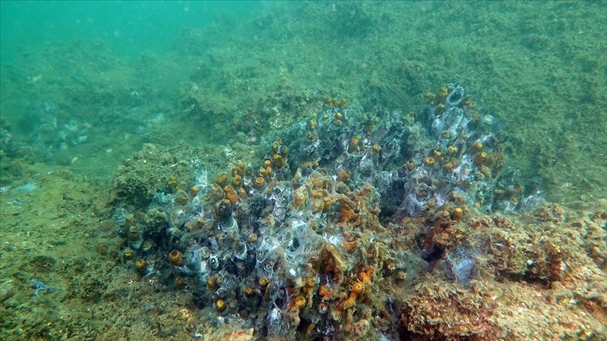 Marmara Denizi’nde müsilaj nedeniyle sünger ve mercanlar büyük zarar gördü