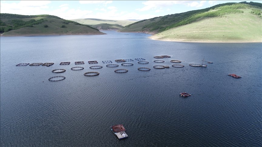 Denizi olmayan Erzurum’da üretilen alabalıklar Karadeniz’de alıcı buluyor