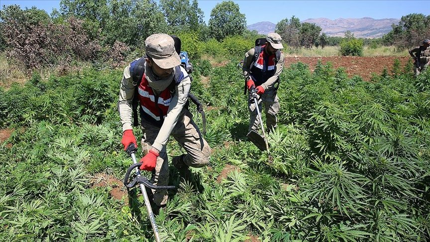 Diyarbakır’daki narko-terör operasyonunda 7 milyon 233 bin 602 kök kenevir, 32 kilogram esrar ele geçirildi
