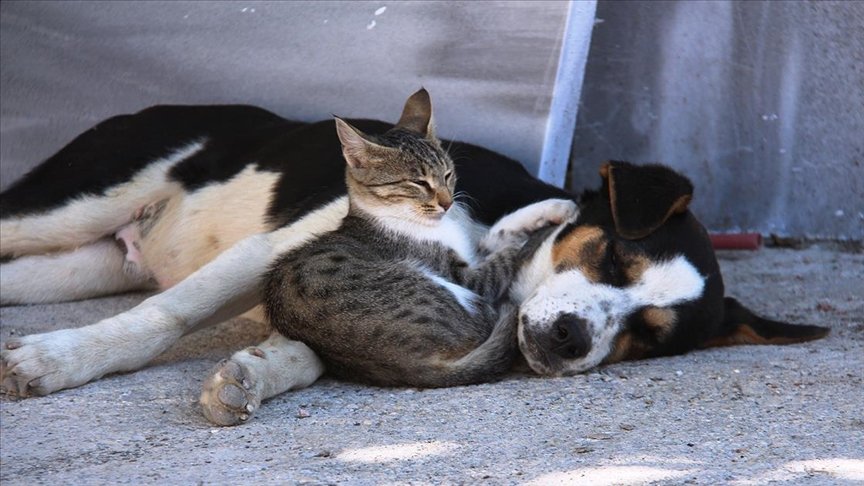 Amasya’da kedi ile köpeğin dostluğu görenlerin dikkatini çekiyor