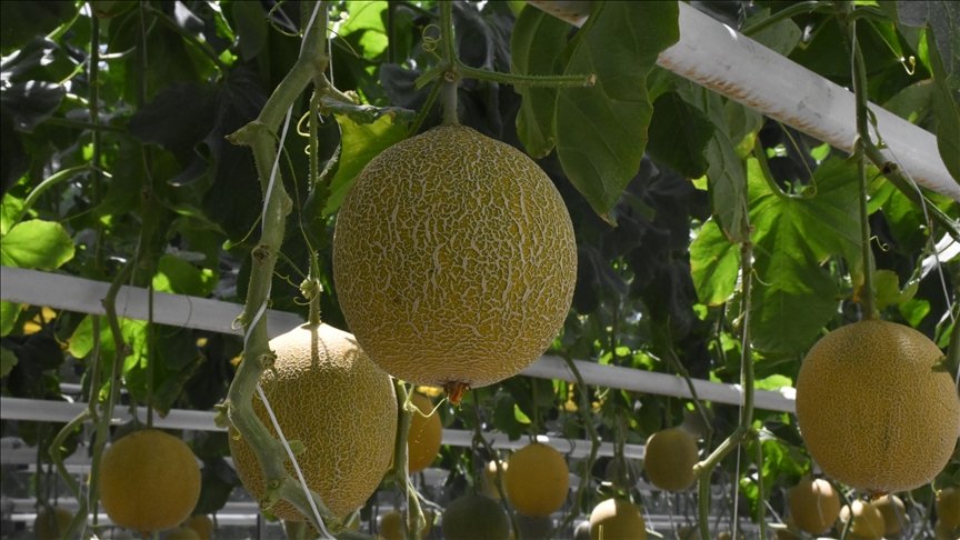 Kırşehir’de jeotermal serada üretimi denenen kavunda başarılı sonuç alındı