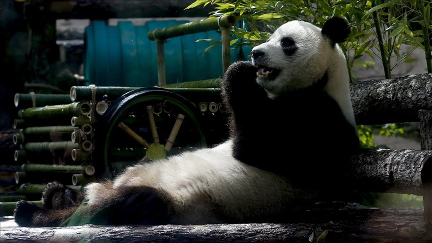 Japonya’da panda ikiz doğurdu