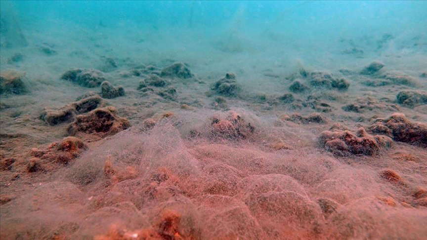 Erdek ve Bandırma körfezlerinin dibinde deniz salyası tehlikesi