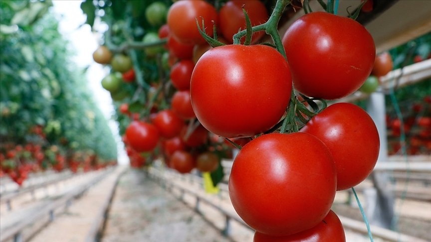 Rusya’nın domates ithalat kotasını artırması sektör temsilcilerini sevindirdi