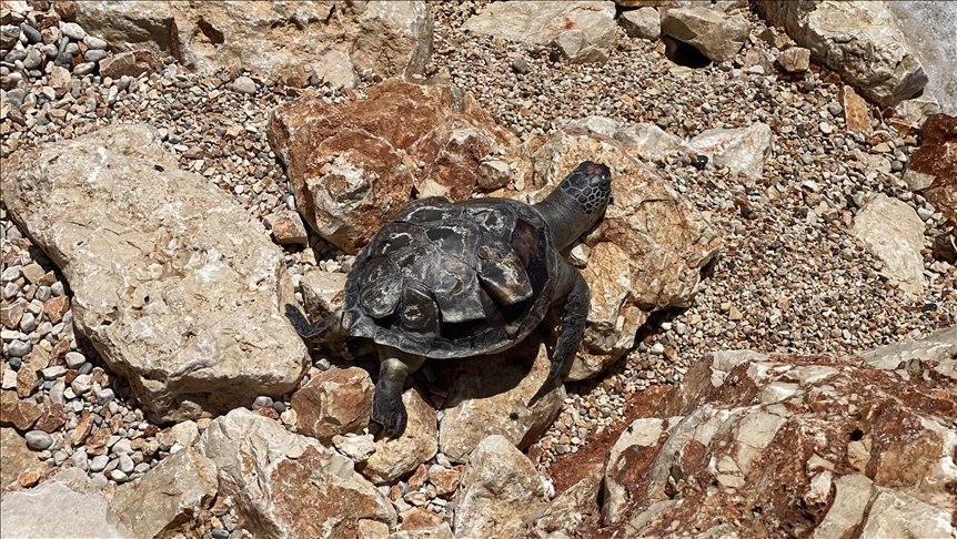 Antalya’da ölü caretta caretta bulundu
