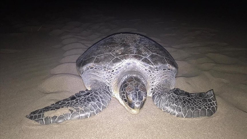 Yeşil deniz kaplumbağası Patara Plajı’na 9 yıl sonra yuva yaptı