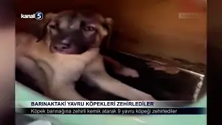 Barınaktaki Yavru Köpekleri Zehirlediler