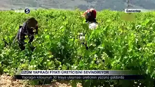 Üzüm Yaprağı Fiyatı Üreticisini Sevindiriyor