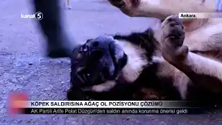 Köpek Saldırısına Ağaç Ol Pozisyonu Çözümü