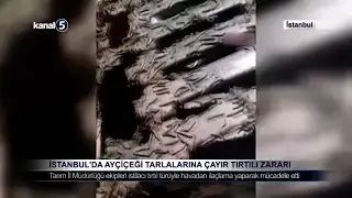 İstanbul’da Ayçiçeği Tarlalarına Çayır Tırtılı Zararı