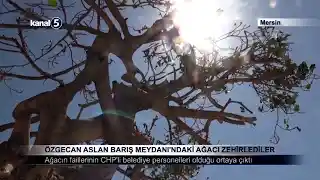 Özgecan Aslan Barış Meydanı’ndaki Ağacı Zehirlediler