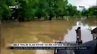 Sele Teslim Olan Köyde 195 Bin Hayvan Telef Oldu