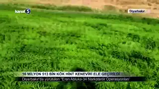 16 Milyon 513 Bin Kök Hint Keneviri Ele Geçirildi