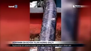 Dünyanın En Büyük Yılanı Korku Saçtı