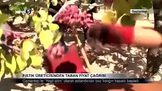 Fıstık Üreticisinden Taban Fiyat Çağrısı