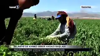 İslahiye’de Kırmızı Biber Hasadı Başladı