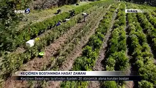 Keçiören Bostanında Hasat Zamanı