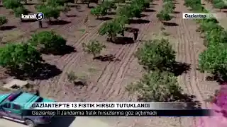 Gaziantep’te 13 Fıstık Hırsızı Tutuklandı