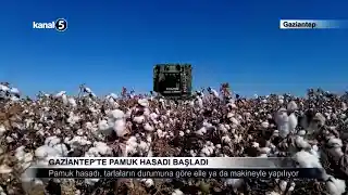 Gaziantep’te Pamuk Hasadı Başladı
