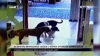 Alışveriş Merkezinde Gezen 3 Köpek Oyuncak Köpek Çaldı