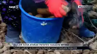 İşçiler Kova Atarak Patates Hasadını Bitirdi