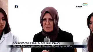 Sokak Köpeklerinin Öldürüldü İddiası