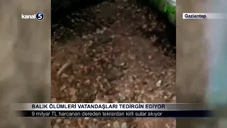 Balık Ölümleri Vatandaşları Tedirgin Ediyor