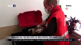 Ankara’da 100 Bin Kedi 50 Bin Köpek Çiplendi