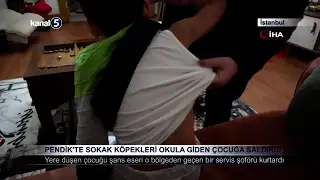 Pendik’te Sokak Köpekleri Okula Giden Çocuğa Saldırdı