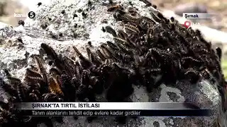 Şırnak’ta Tırtıl İstilası
