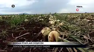 Soğan Fiyatları Düşecek