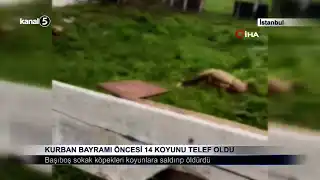 Kurban Bayramı Öncesi 14 Koyunu Telef Oldu