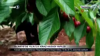 İslahiye’de Yılın İlk Kiraz Hasadı Yapıldı