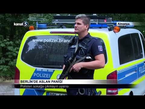 Berlin’de Aslan Paniği