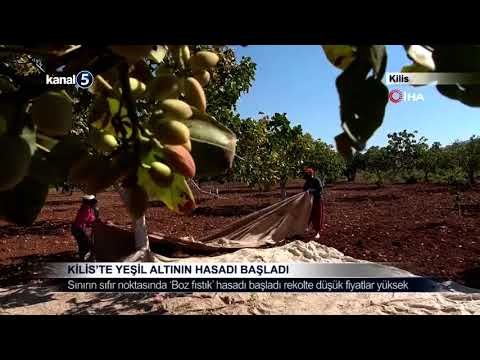 Kilis’te Yeşil Altının Hasadı Başladı